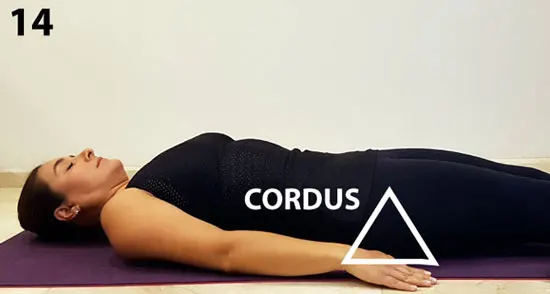 Coloca el lado D de CORDUS debajo del coxis (última vértebra de la columna) y estira las piernas