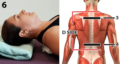 Place the “D” side of CORDUS above the shoulder blades, 4 to 5 cm (1.6 to 2 inches) below the vertebra C7 (the vertebra that aligns at the height of the shoulders)