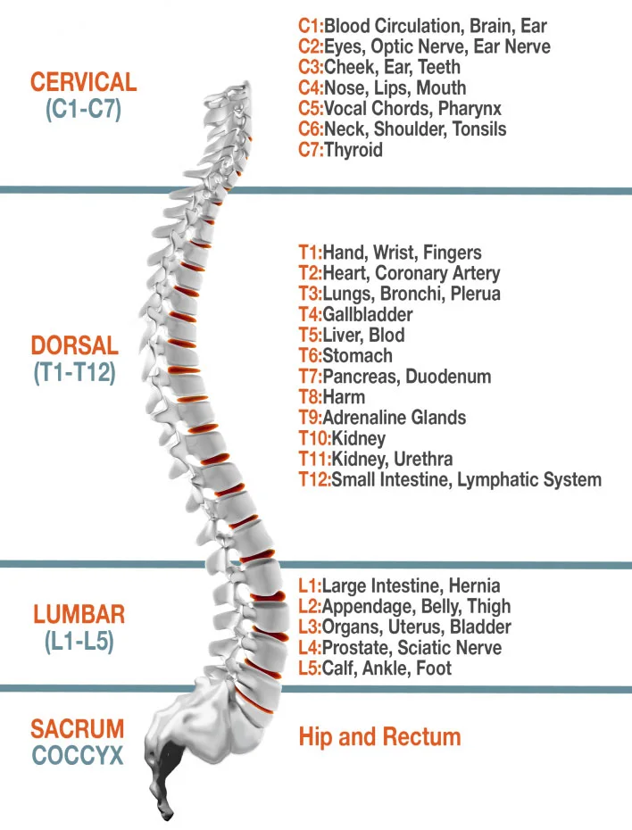Spinal areas where CORDUS and SACRUS act