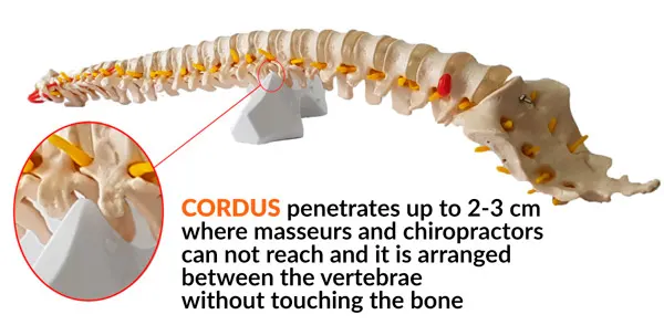 Cordus corrects the vertebrae